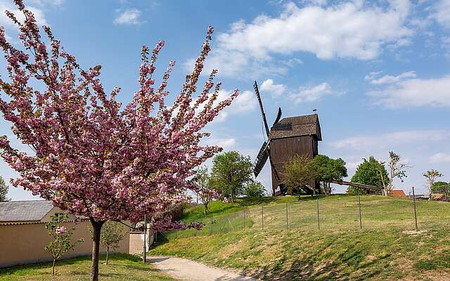 Bockwindmühle in Werder