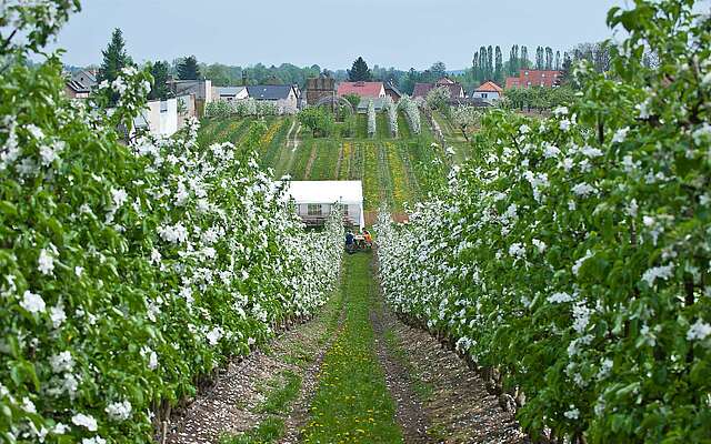 Obstplantage beim Baumblütenfest in Werder