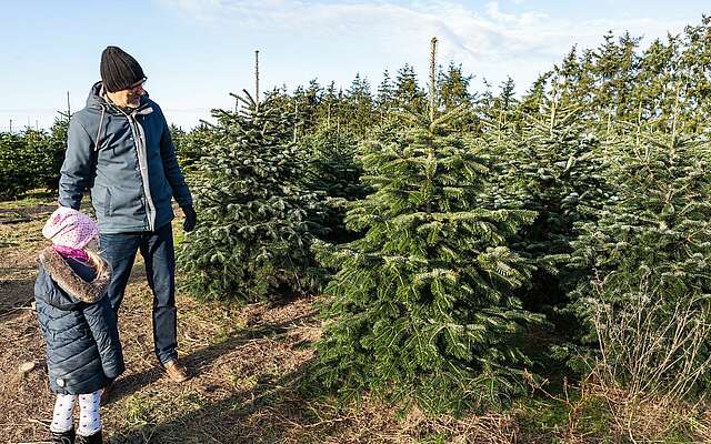 Weihnachtsbaumschlagen auf dem Werderaner Tannenhof