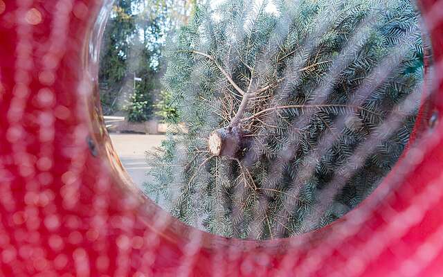 Weihnachtsbaumschlagen auf dem Werderaner Tannenhof
