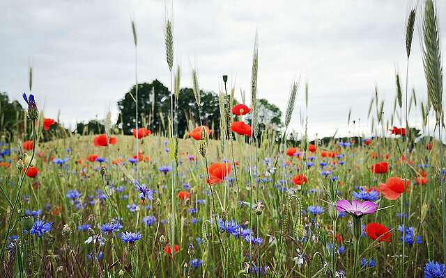 Ackerwildkräuter im Naturpark Niederlausitzer Landrücken