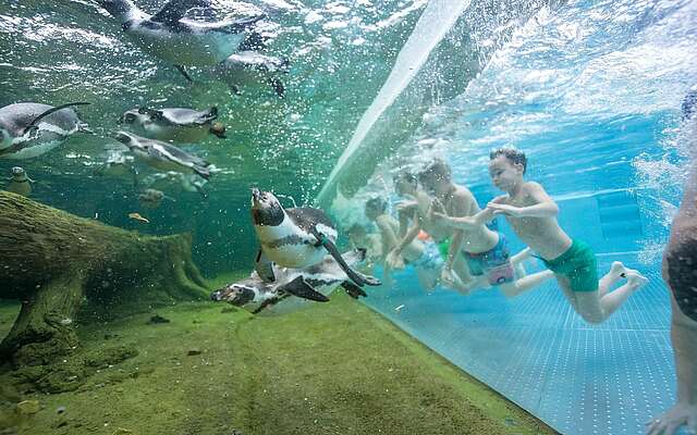 Schwimmen mit Pinguinen