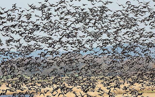 Blessgänse in den Elbtalauen