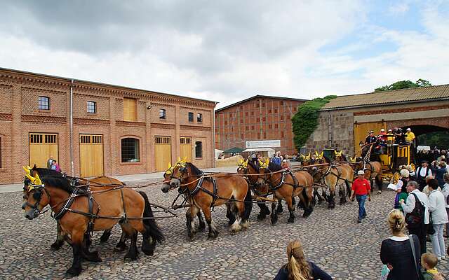 Kaltblutgespann auf Gut Schmerwitz zur Brandenburger Landpartie