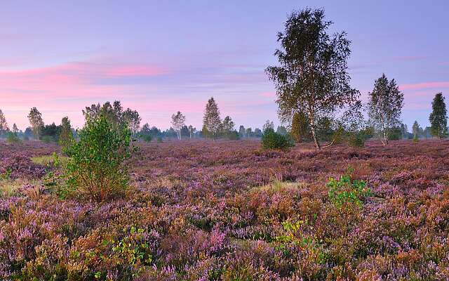 Reicherskreuzer Heide