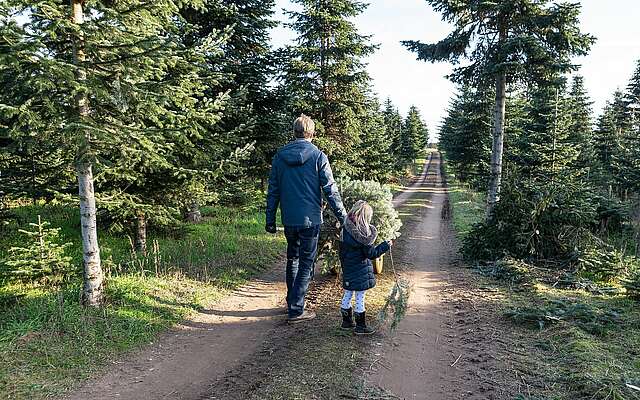 Weihnachtsbaumschlagen auf dem Werderaner Tannenhof