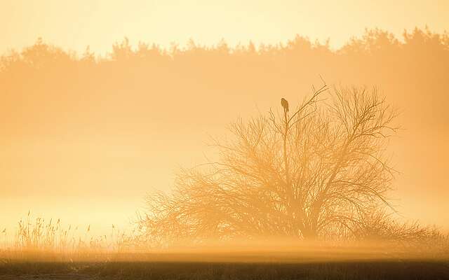 Bussard bei Sonnenaufgang