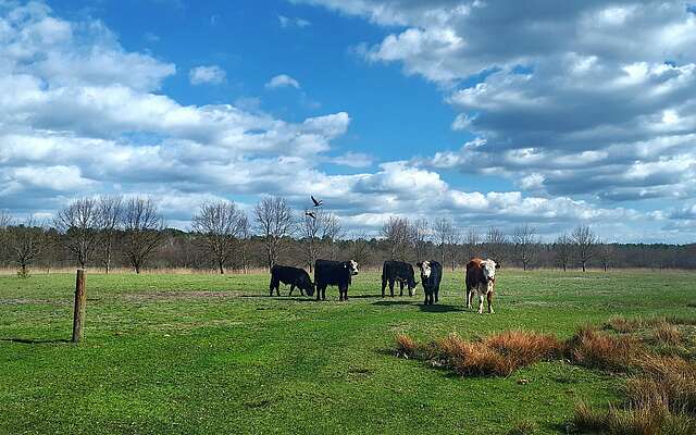 Wasserbüffel im NSG Töpchiner Seen in Töpchin