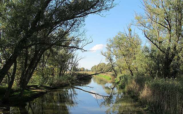 Alte Oder im Oderbruch