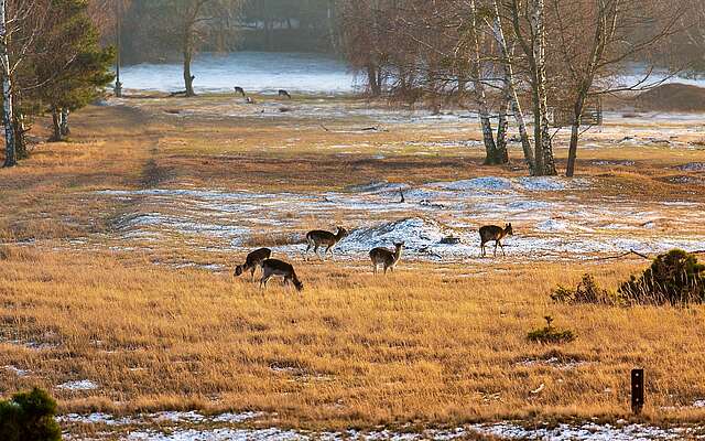 Rehe im Naturpark Nuthe-Nieplitz