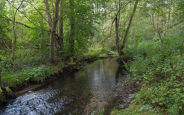 Das Hellmühler Fließ im Biesenthaler Becken