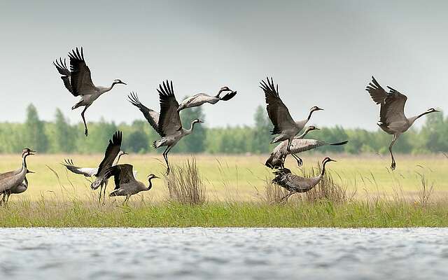 Kraniche in der Bergbaufolgelandschaft Lausitzer Seenland