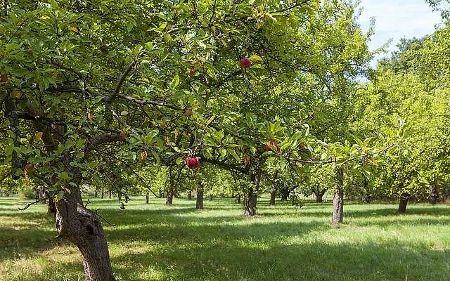 Pomologischer Schaugarten Döllingen