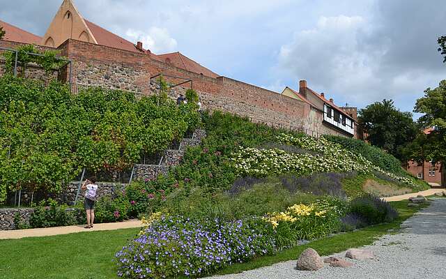 Weinberg in Prenzlau